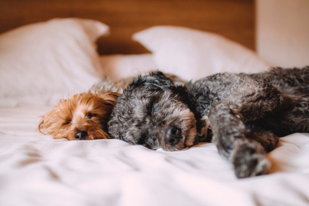 Two Cute Dogs Asleep In A Bed.