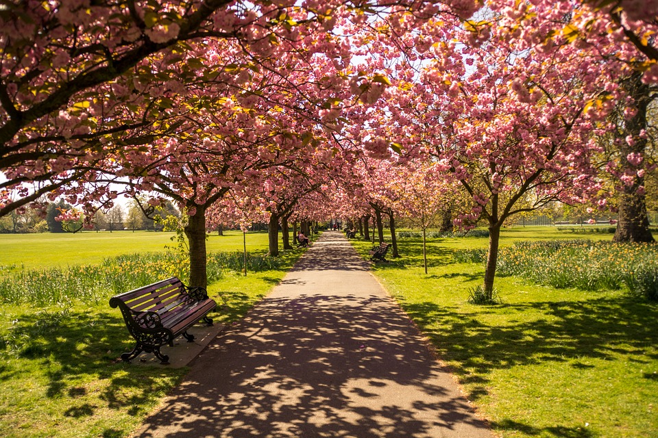 Pink Blossom Trees In A Green London Park.